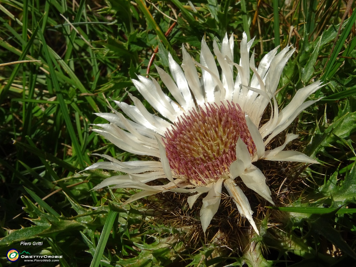 10 Carlina bianca (Carlina acaulis).JPG